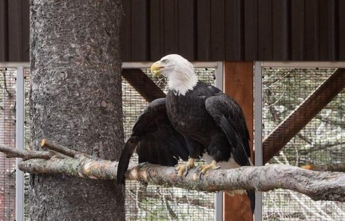 A wildlife shelter needs your old natural Christmas trees