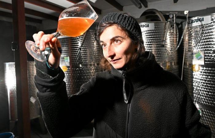 Epiphany: the only manufacturer in Hérault, Ninon Briane restores the nobility of artisanal cider