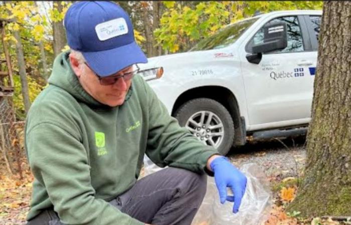 Raccoon rabies is 300 meters from Quebec