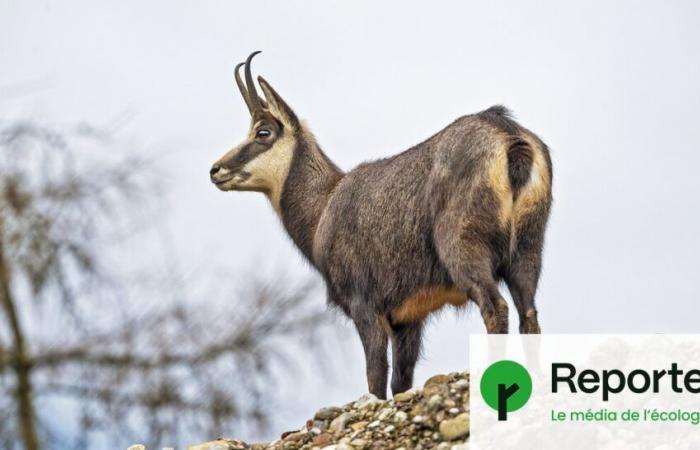 in the Doubs, chamois pay the price for forest protection