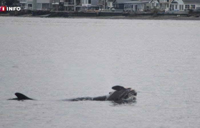 Orca sighted again carrying dead calf off Pacific coast