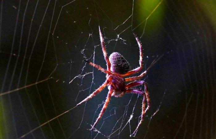 Scientist creates buzz by naming spider species