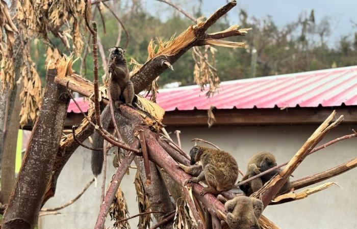 What are the best practices for dealing with hungry lemurs since the passage of Cyclone Chido?