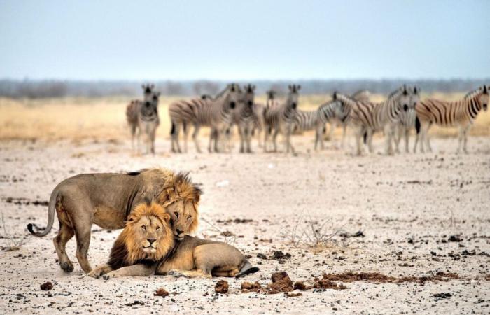 At 7 years old, he survived five days alone, lost among lions and other wild animals