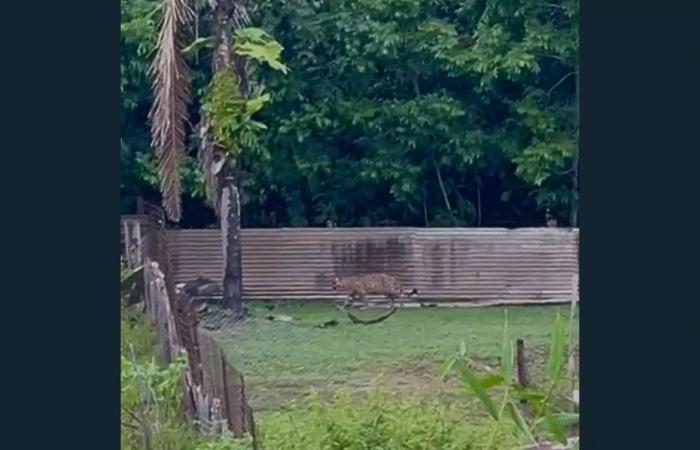 A jaguar filmed in broad daylight in Kourou in the Pariacabo sector