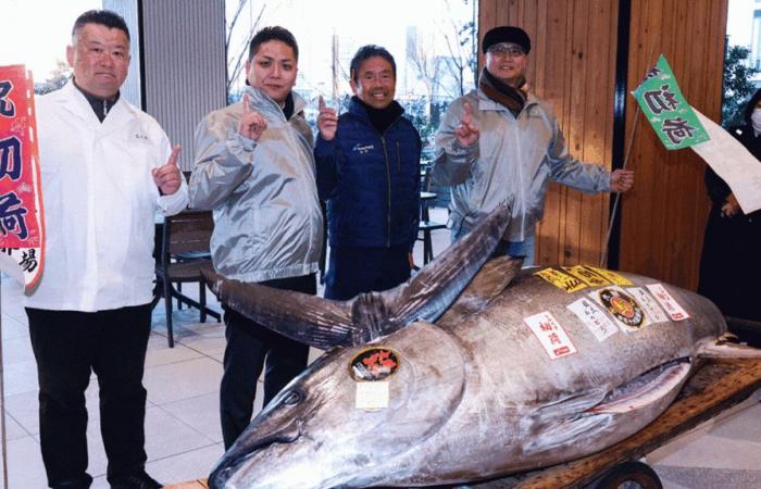 A 276 kg bluefin tuna sold for more than a million euros in Japan: “It is supposed to bring good fortune”