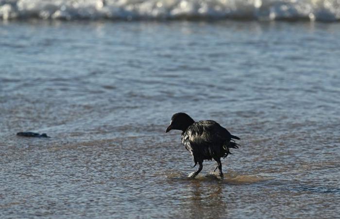 Oil spill in Russia | More than 30 cetaceans found dead in the Black Sea