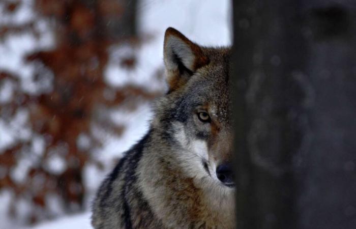 Understanding the diversity of emotions aroused by the wolf in France