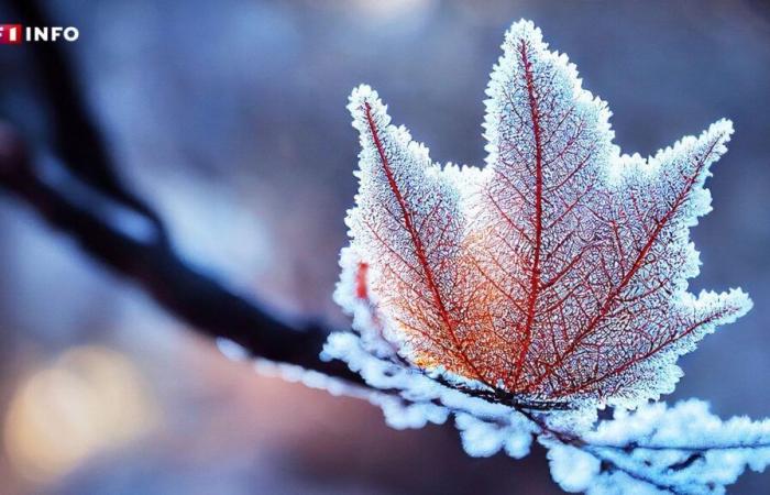 Climate disruption: less frost, less snow… is winter destined to disappear in France?