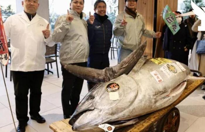 a bluefin tuna sold for nearly 1.3 million euros at auction