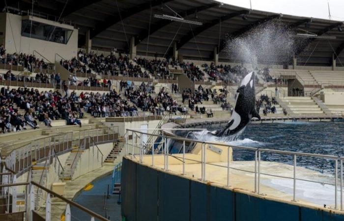 Three questions about the permanent closure of Marineland in Antibes, the largest marine zoo in Europe