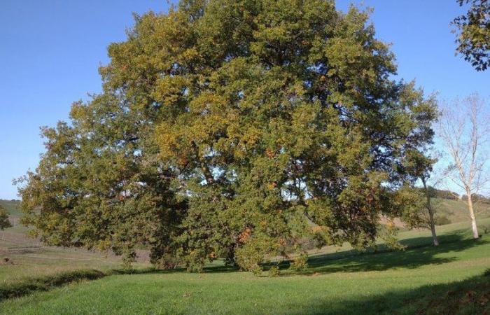 Remarkable trees of Haute-Garonne: the Saint-André oak, living witness to the history of Comminges