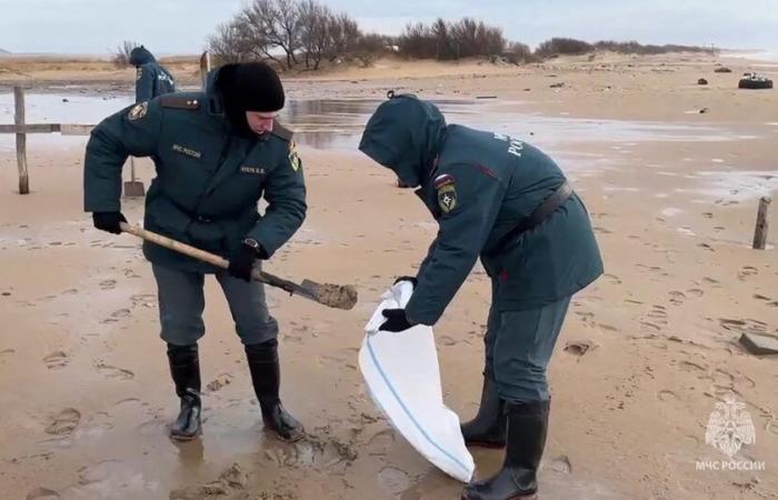 more than 30 cetaceans found dead in the Black Sea, deplores an NGO