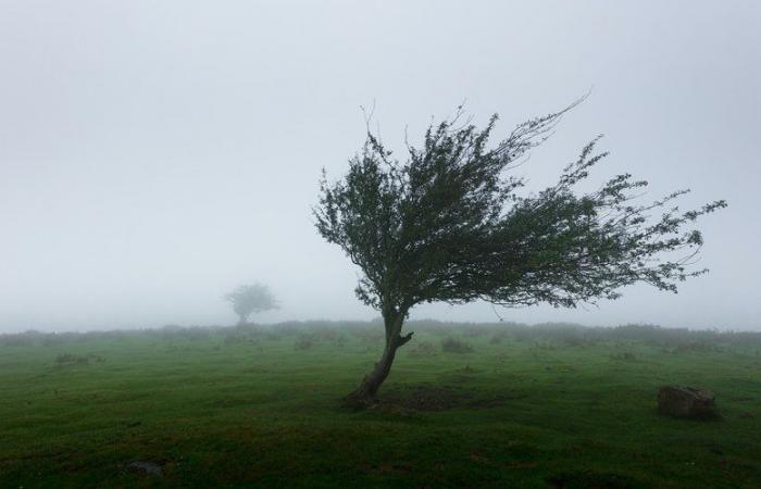 Storm Floriane arrives in France: 21 departments placed on orange alert for “strong wind” and two peaks announced by Météo France