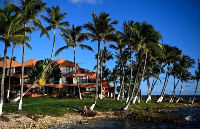 in Guadeloupe, the coconut trees doomed to disappear from the coast? – vert.eco