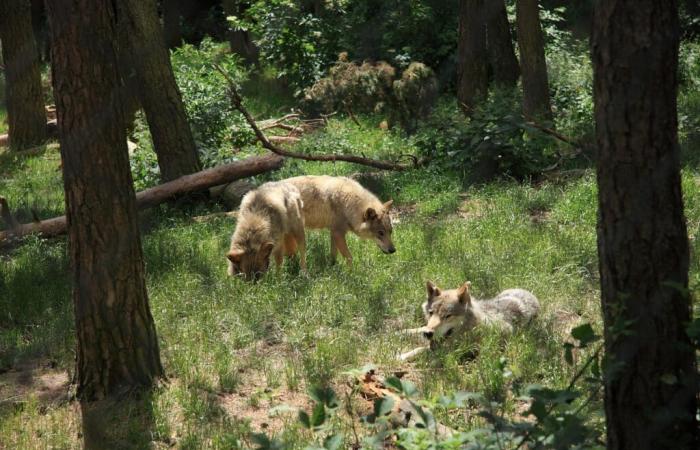 [Les Grands Sites d’Occitanie] Mende and the wild spaces of Lozère