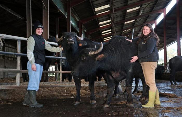 To save the family business, two sisters launch into mozzarella made in Landes