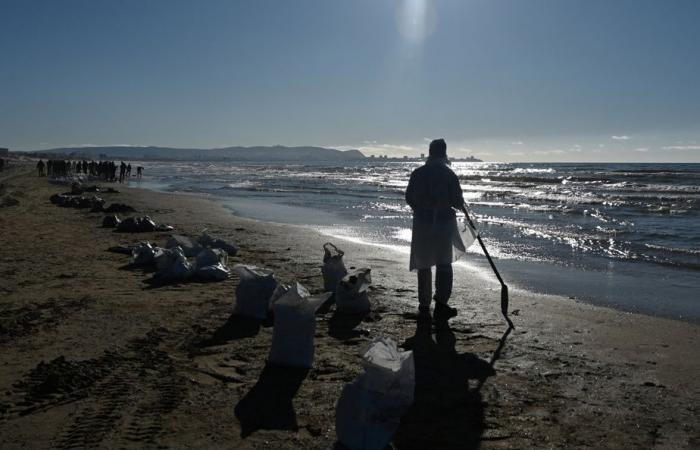 Oil spill in Russia | More than 30 cetaceans found dead in the Black Sea