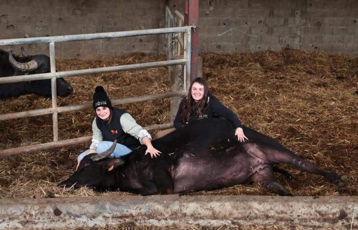 To save the family business, two sisters launch into mozzarella made in Landes