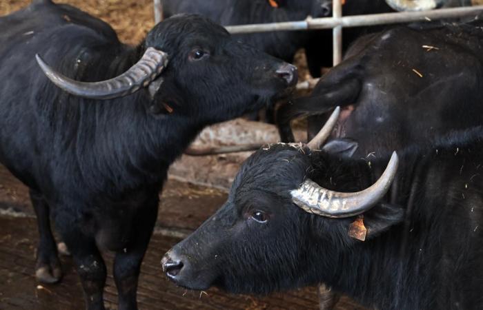 To save the family business, two sisters launch into mozzarella made in Landes