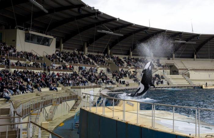 Closure in France: Marineland in Antibes closes its doors