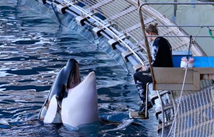 In Antibes, the last days of Marineland