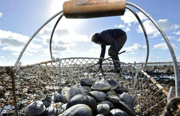 In 2025, when will the spring tides occur in Côtes-d'Armor?