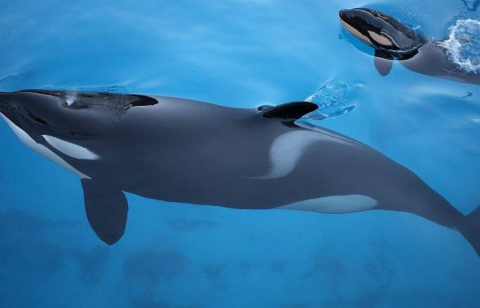 One Voice calls on the government to find sanctuary solutions for orcas