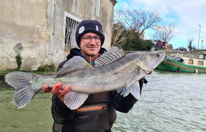 The Canal du Midi, a fishing hotspot in Aude, is preparing for its winter unemployment