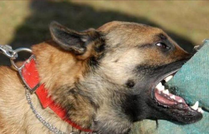 Fez…a stray dog ​​bites the foot of a British tourist