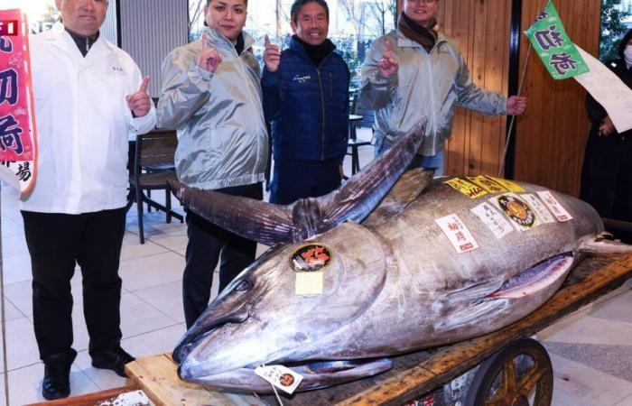 A 276 kg bluefin tuna sold for nearly 1.3 million euros in Japan