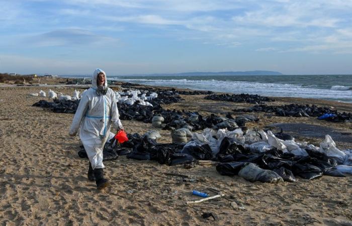 Oil spill in Russia | More than 30 cetaceans found dead in the Black Sea