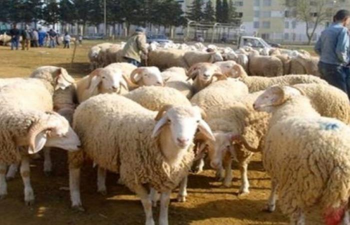 Drought: will Morocco cancel the Eid Al Adha sacrifice for this year?