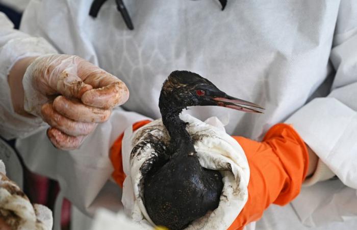 Oil spill in Russia | More than 30 cetaceans found dead in the Black Sea