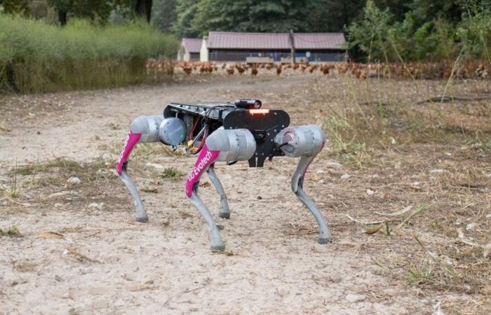 in the Landes, a robot dog with a thousand caps