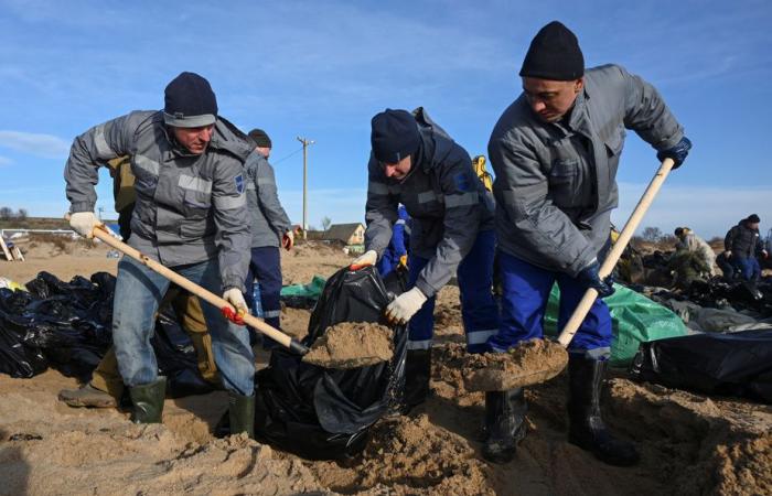 Oil spill in Russia | More than 30 cetaceans found dead in the Black Sea