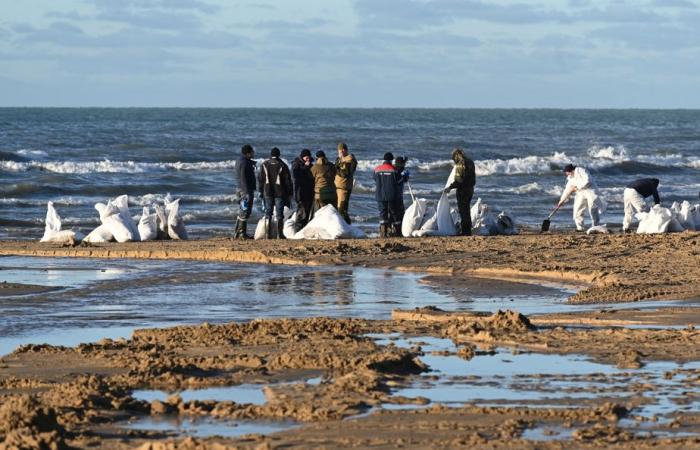 Oil spill in Russia | More than 30 cetaceans found dead in the Black Sea