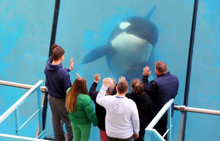 Closure of Marineland: what future for Wikie and his son Keijo, the orcas of the water park born in captivity?