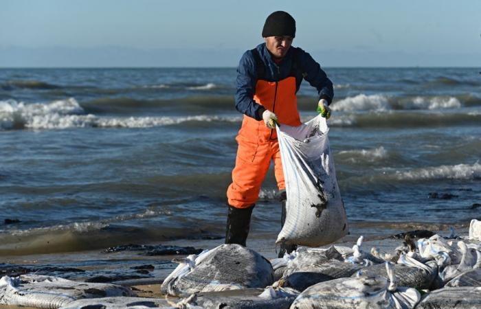 Oil spill in Russia | More than 30 cetaceans found dead in the Black Sea