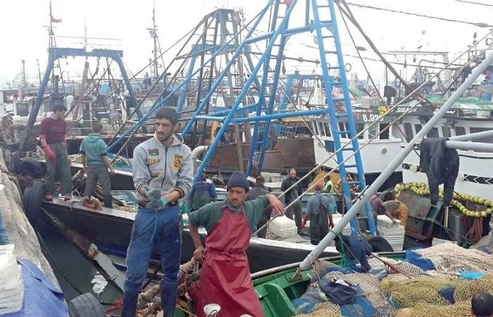 7% increase in fishing landings at the port of Sidi Ifni