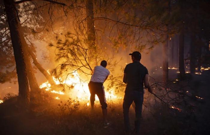 In Tetouan, a forest was devastated by flames