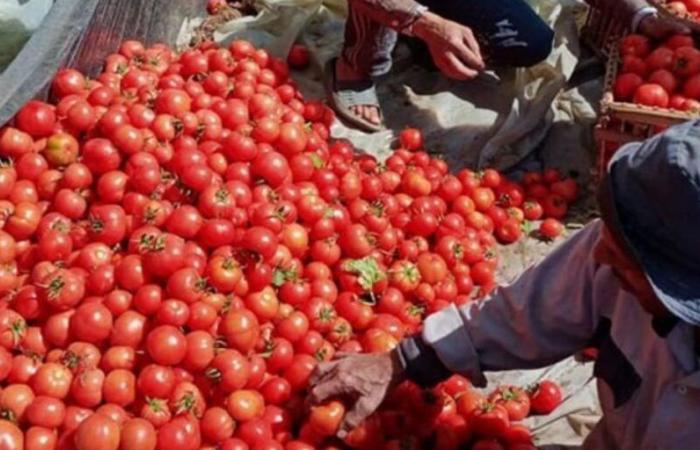 Morocco: new rise in tomato prices