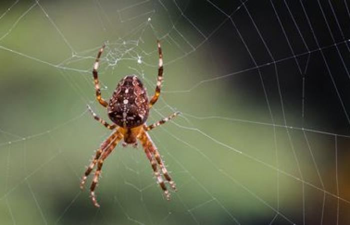 Spiders named after pop song titles to bring scientific research closer to the general public