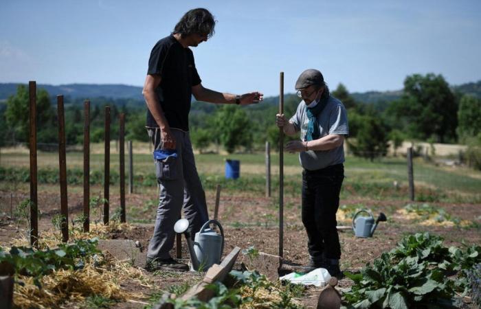 In hospitals or nursing homes, therapeutic gardens are flourishing