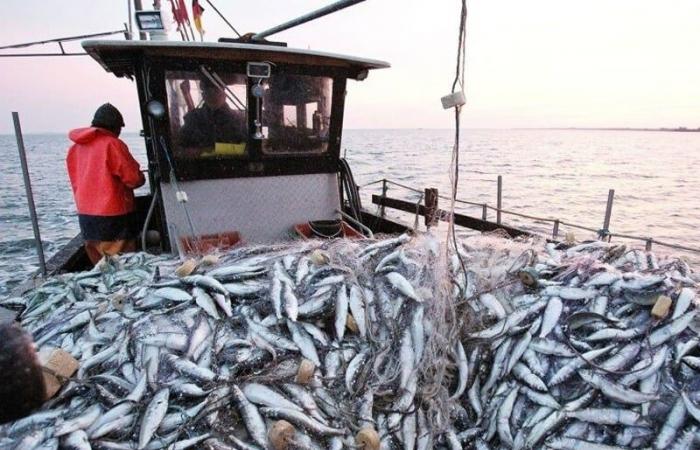 46% drop in fishing landings at the port of Tan-Tan