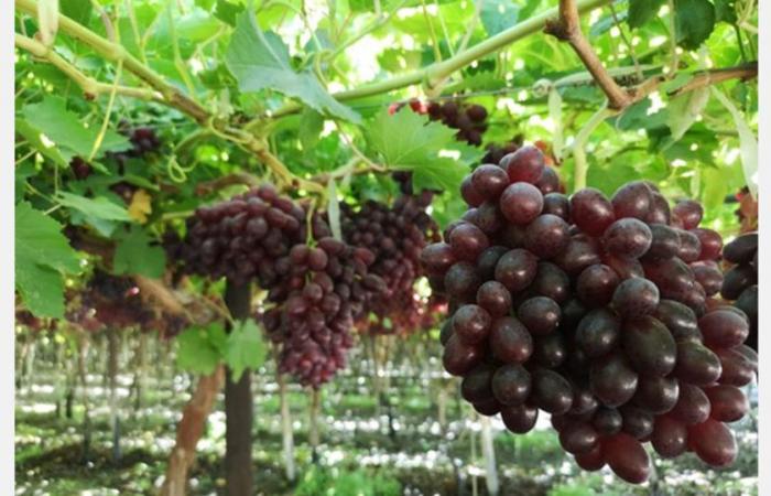 “The slowdown in the grape market is putting negative pressure on prices”