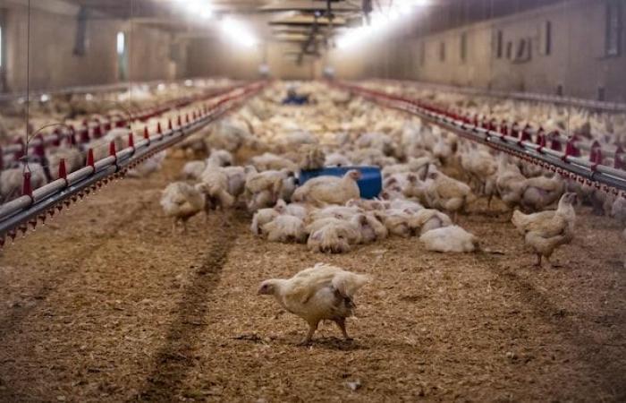 Seven poultry farms affected by bird flu in Ontario