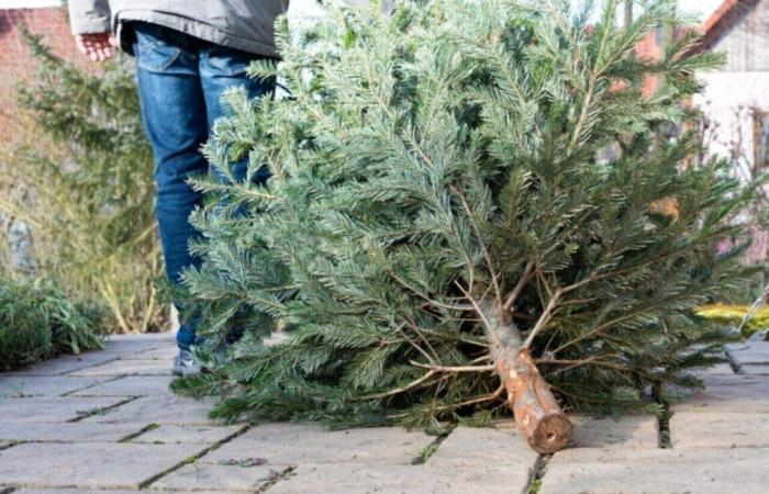 Where and until when can you leave your tree in Mulhouse and Colmar?