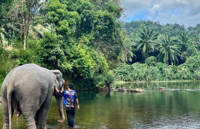 22-year-old Spanish tourist dies after being attacked by an elephant she was washing in Thailand