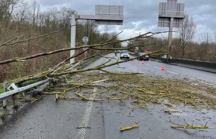 Storm Floriane: strong gusts of wind on the Oise, fallen trees, trains stopped between Creil and Compiègne